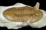 Asaphus Punctatus Trilobite - Beautiful Shell Preservation #178202-5